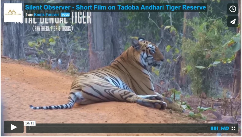 Silent Observer Short Film On Tadoba Andhari Tiger Reserve Rohan Taware